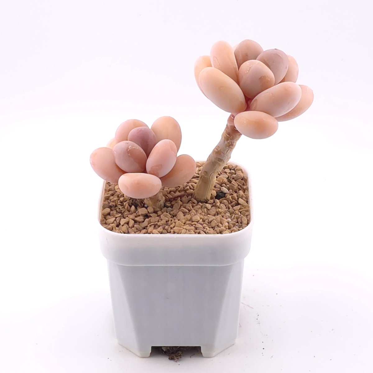 Pachyphytum oviferum ‘Moonstone’ | 桃美人 thumbnail 2