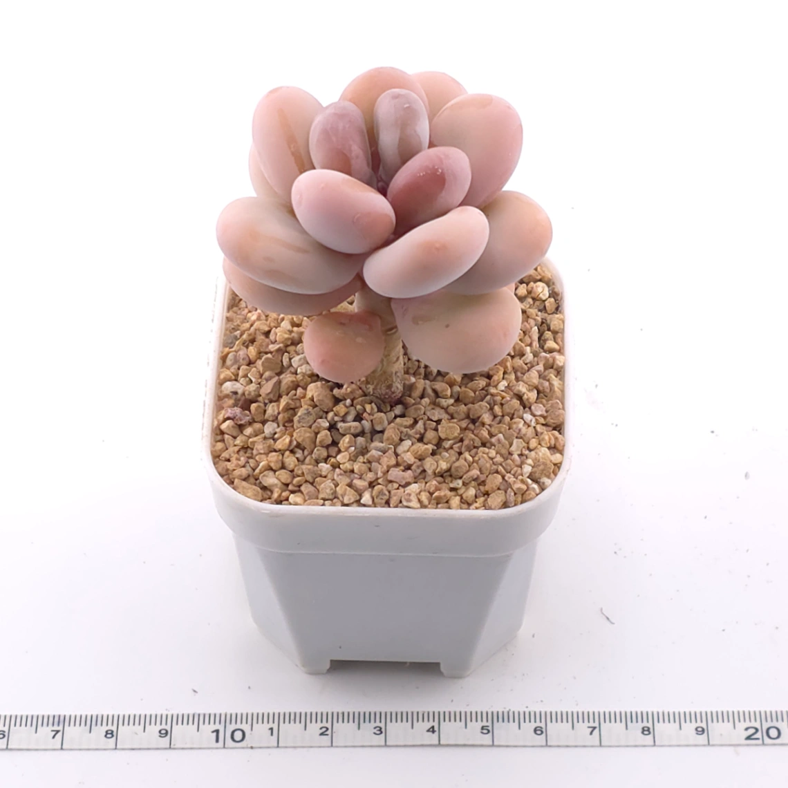 Pachyphytum oviferum ‘Moonstone’ | 桃美人 thumbnail 3