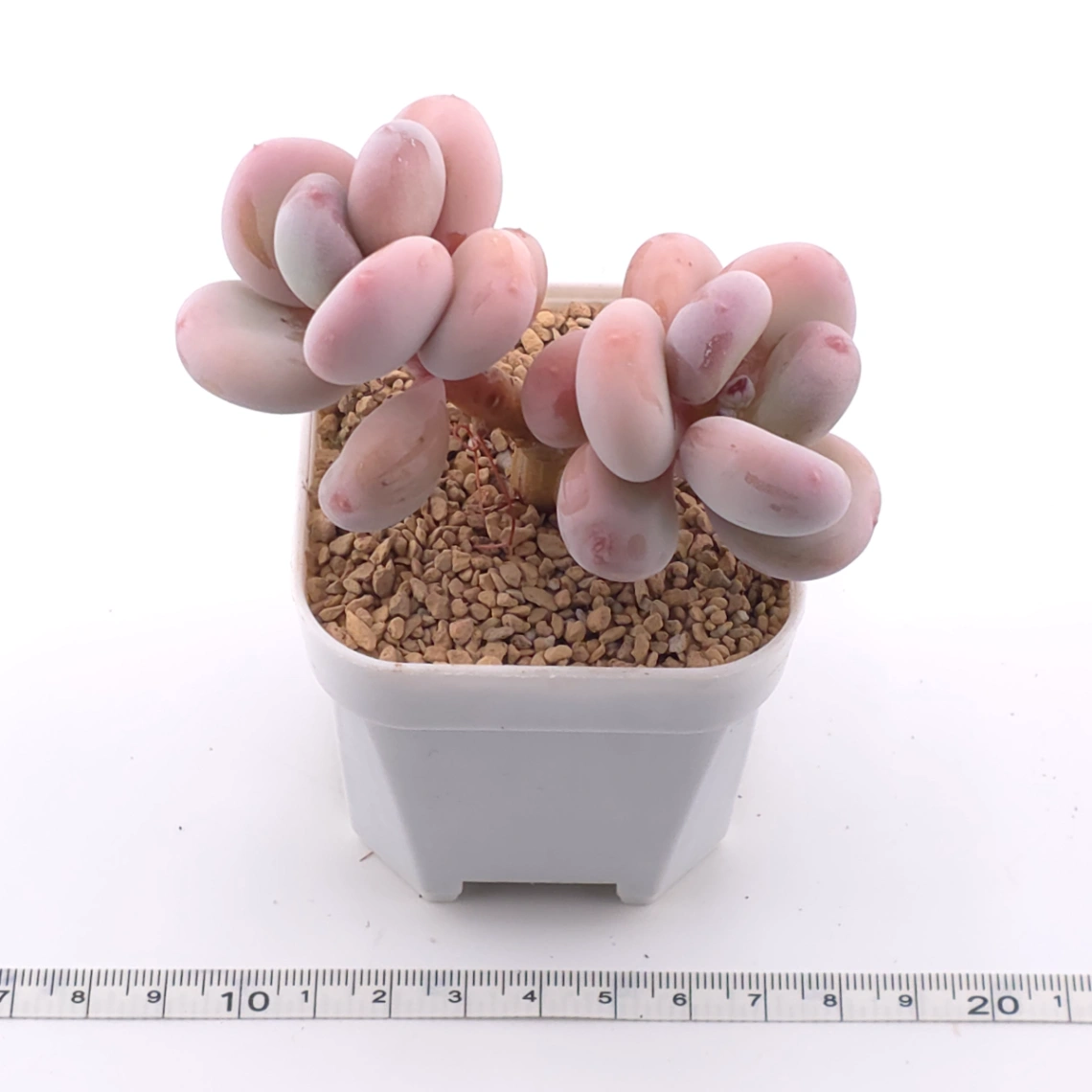 Pachyphytum oviferum ‘Moonstone’ | 桃美人 thumbnail 3