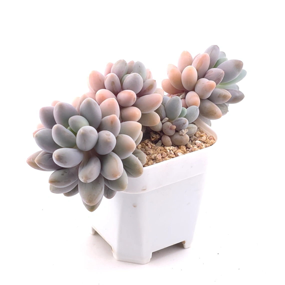 Pachyphytum ‘Pink Lover’ | 粉色戀人 thumbnail 2