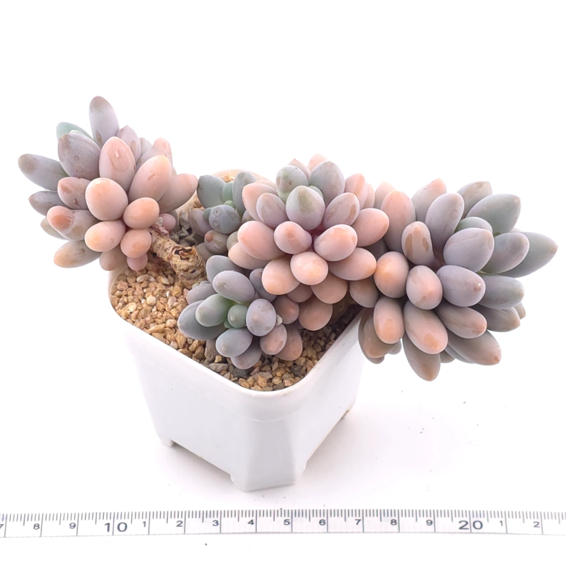 Pachyphytum ‘Pink Lover’ | 粉色戀人 thumbnail 3