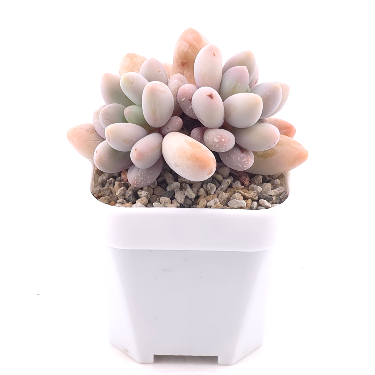 Pachyphytum ‘Pink Lover’ | 粉色戀人 thumbnail 2