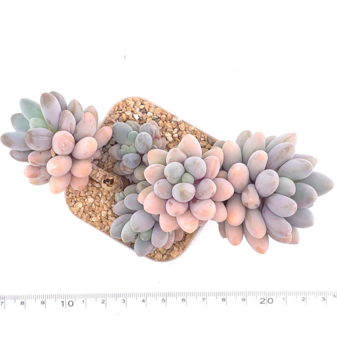 Pachyphytum ‘Pink Lover’ | 粉色戀人 thumbnail 4