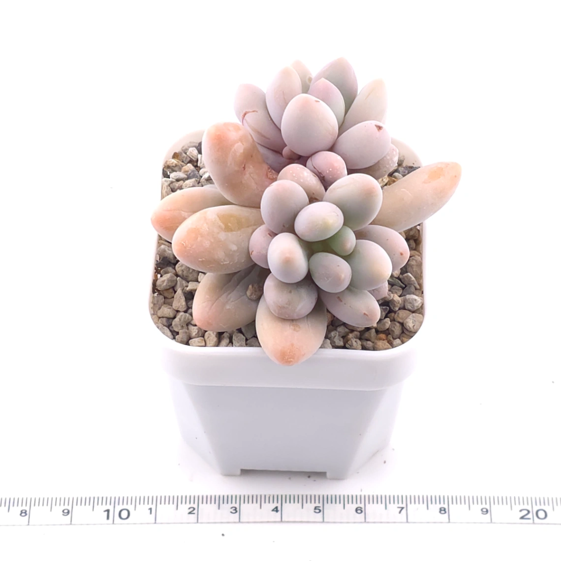 Pachyphytum ‘Pink Lover’ | 粉色戀人 thumbnail 3