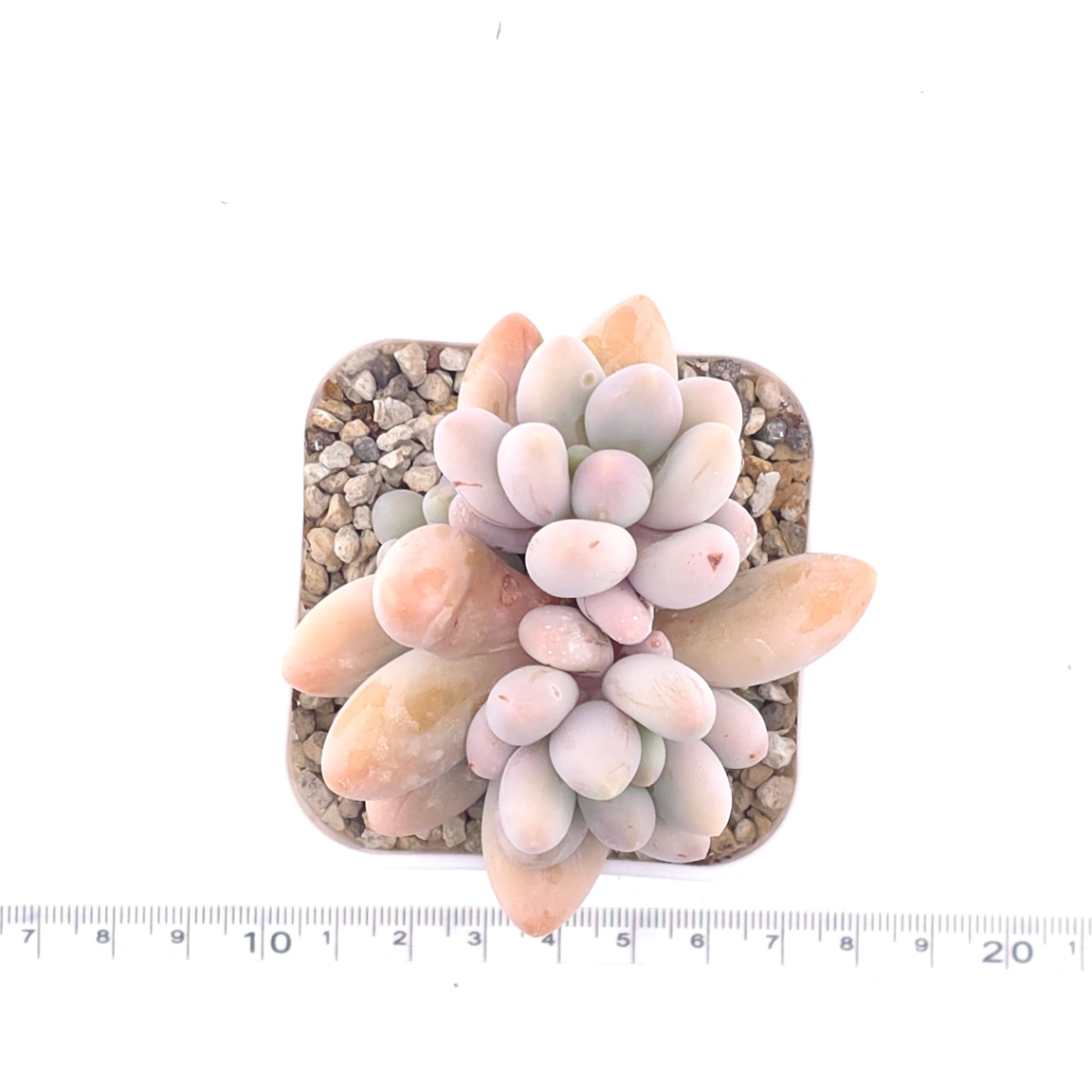 Pachyphytum ‘Pink Lover’ | 粉色戀人 thumbnail 4
