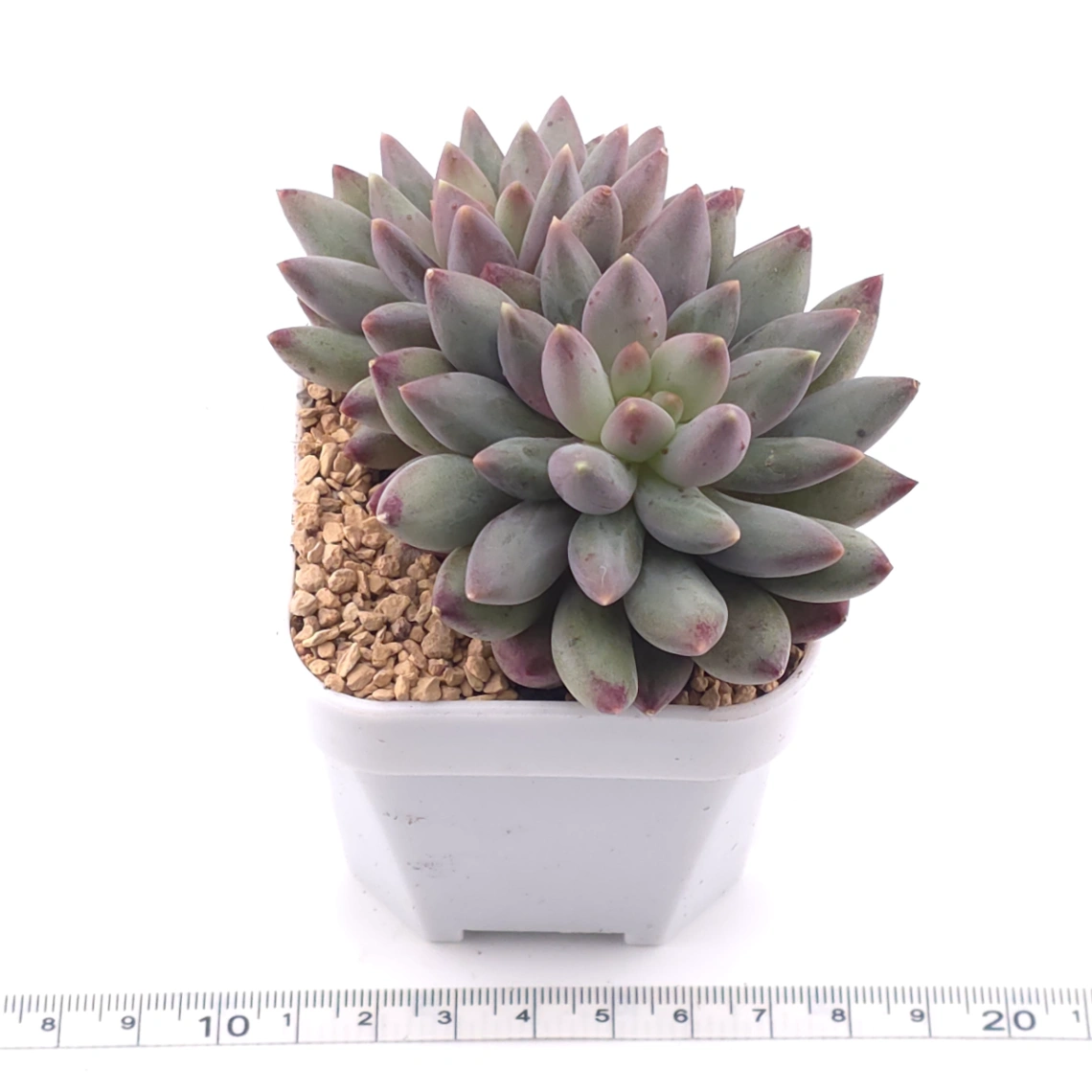 Pachyphytum ‘Red Dragonfly’ | 红蜻蜓 thumbnail 3