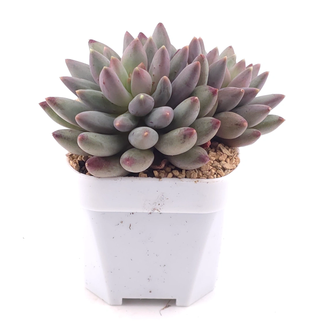 Pachyphytum ‘Red Dragonfly’ | 红蜻蜓 thumbnail 2