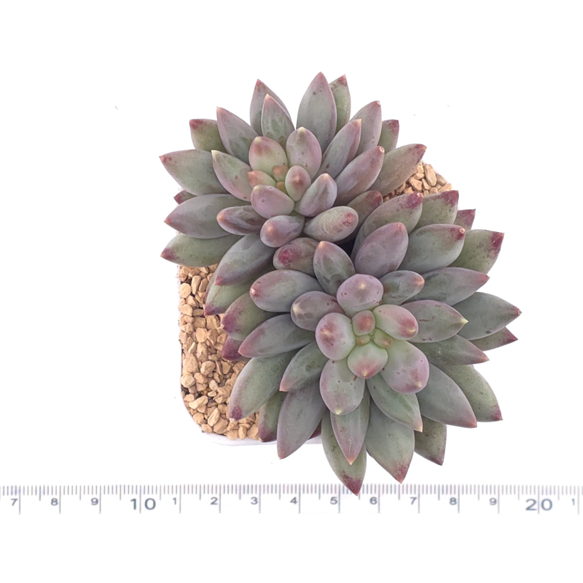 Pachyphytum ‘Red Dragonfly’ | 红蜻蜓 thumbnail 4