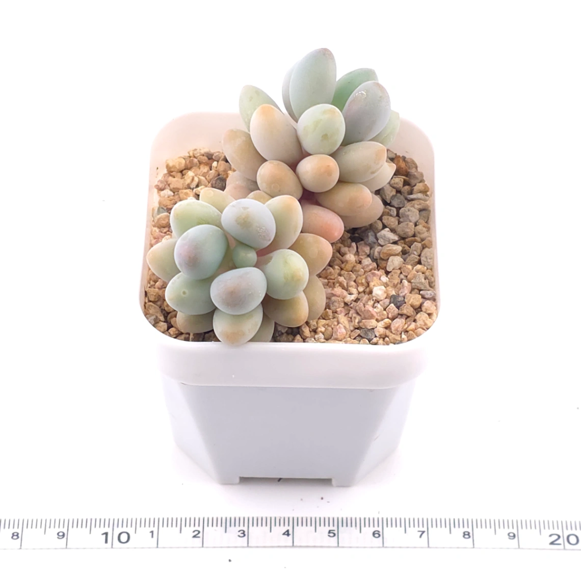 Pachyphytum ‘Sweet Dumpling’ | 湯圓 thumbnail 2