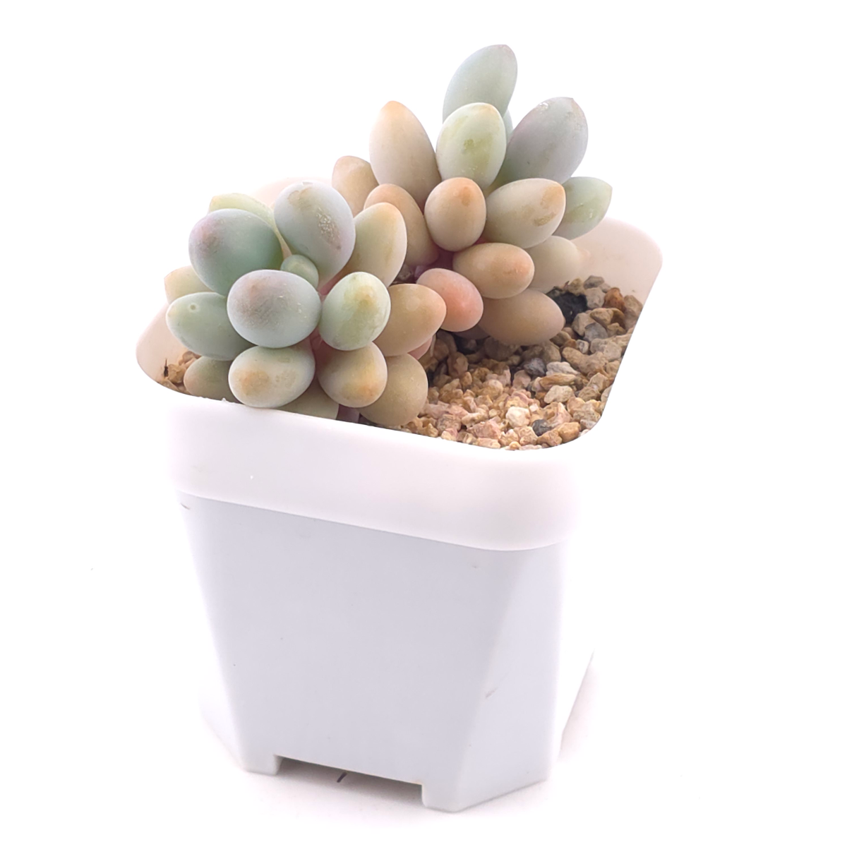 Pachyphytum ‘Sweet Dumpling’ | 湯圓 thumbnail 3