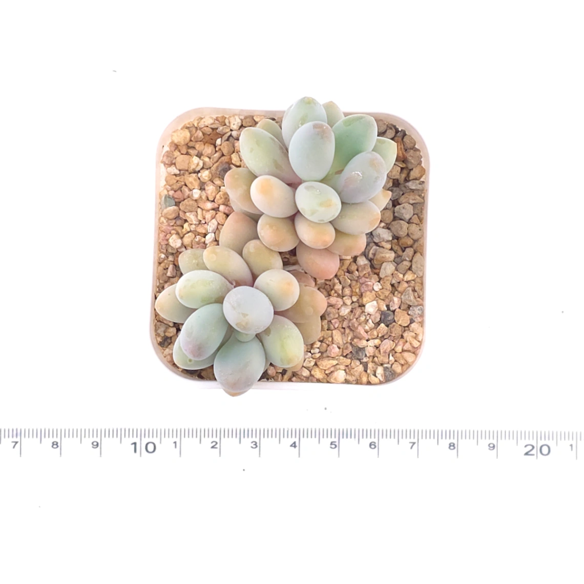 Pachyphytum ‘Sweet Dumpling’ | 湯圓 thumbnail 4