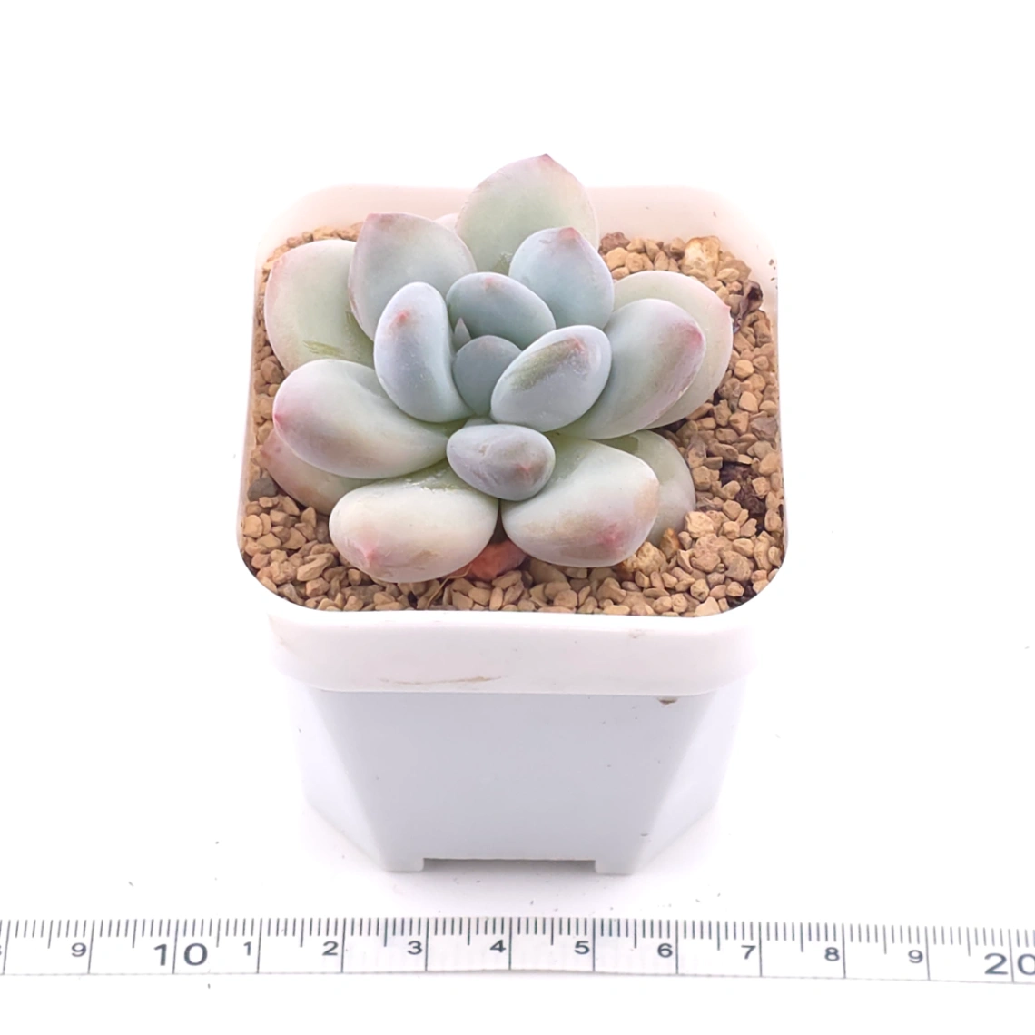 Pachyveria cv ‘Frevel’ | 弗雷費爾 thumbnail 3