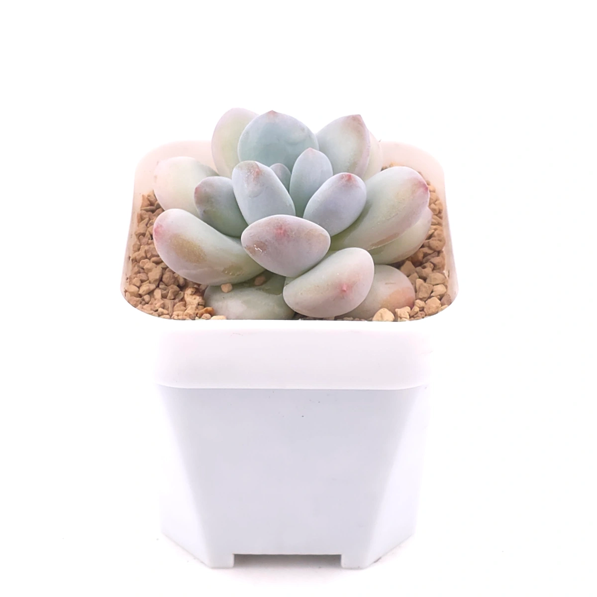 Pachyveria cv ‘Frevel’ | 弗雷費爾 thumbnail 2