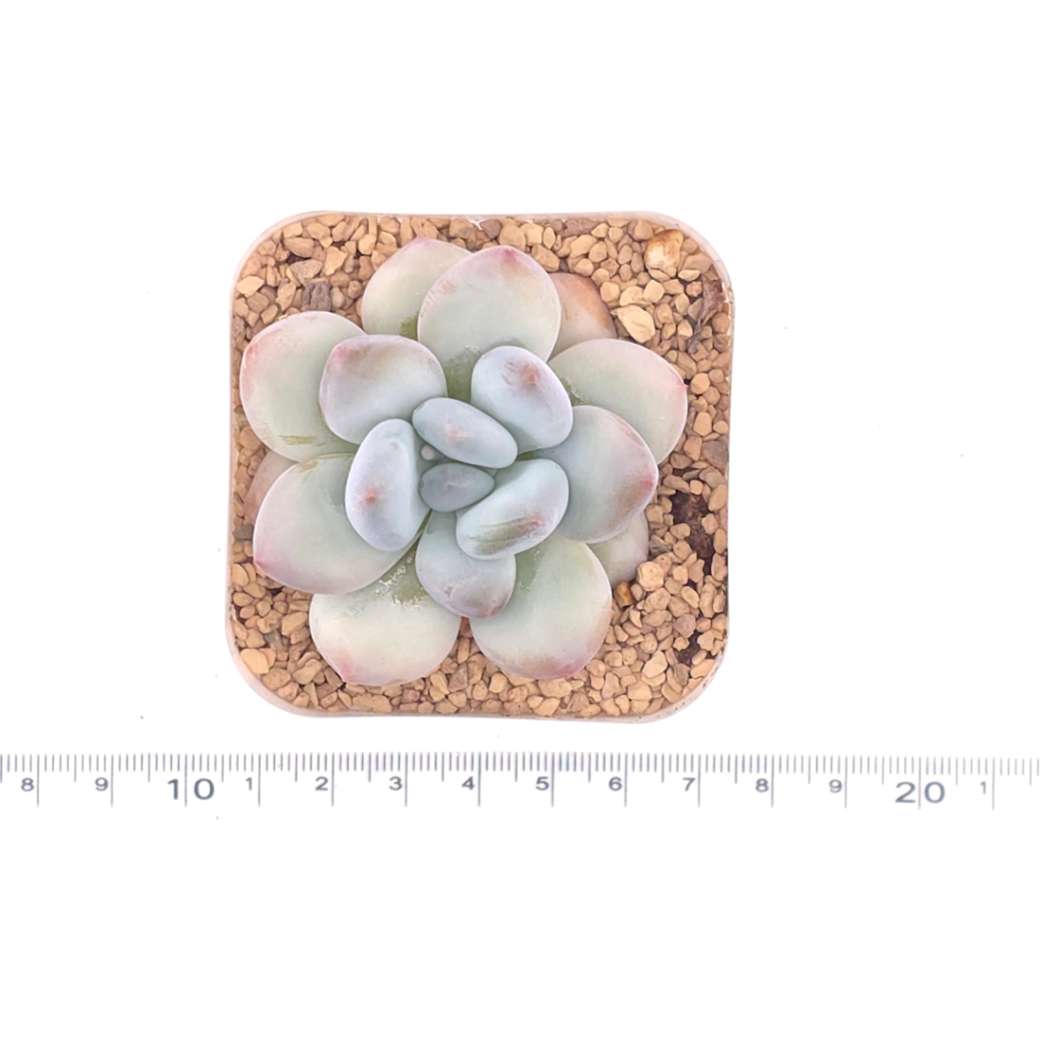 Pachyveria cv ‘Frevel’ | 弗雷費爾 thumbnail 4