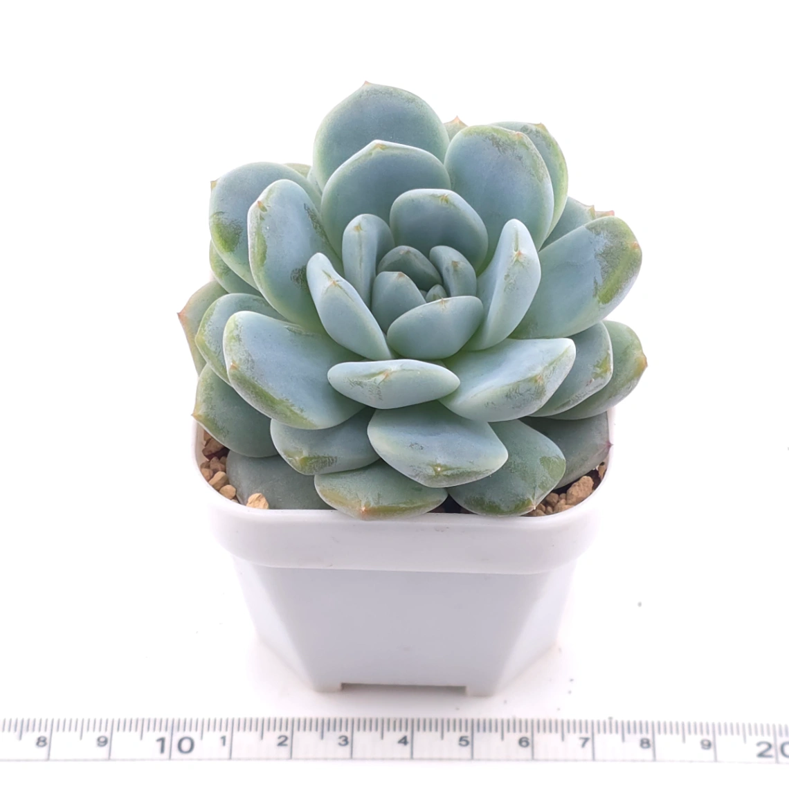 Echeveria 'Pinwheel' | 紙風車 thumbnail 3