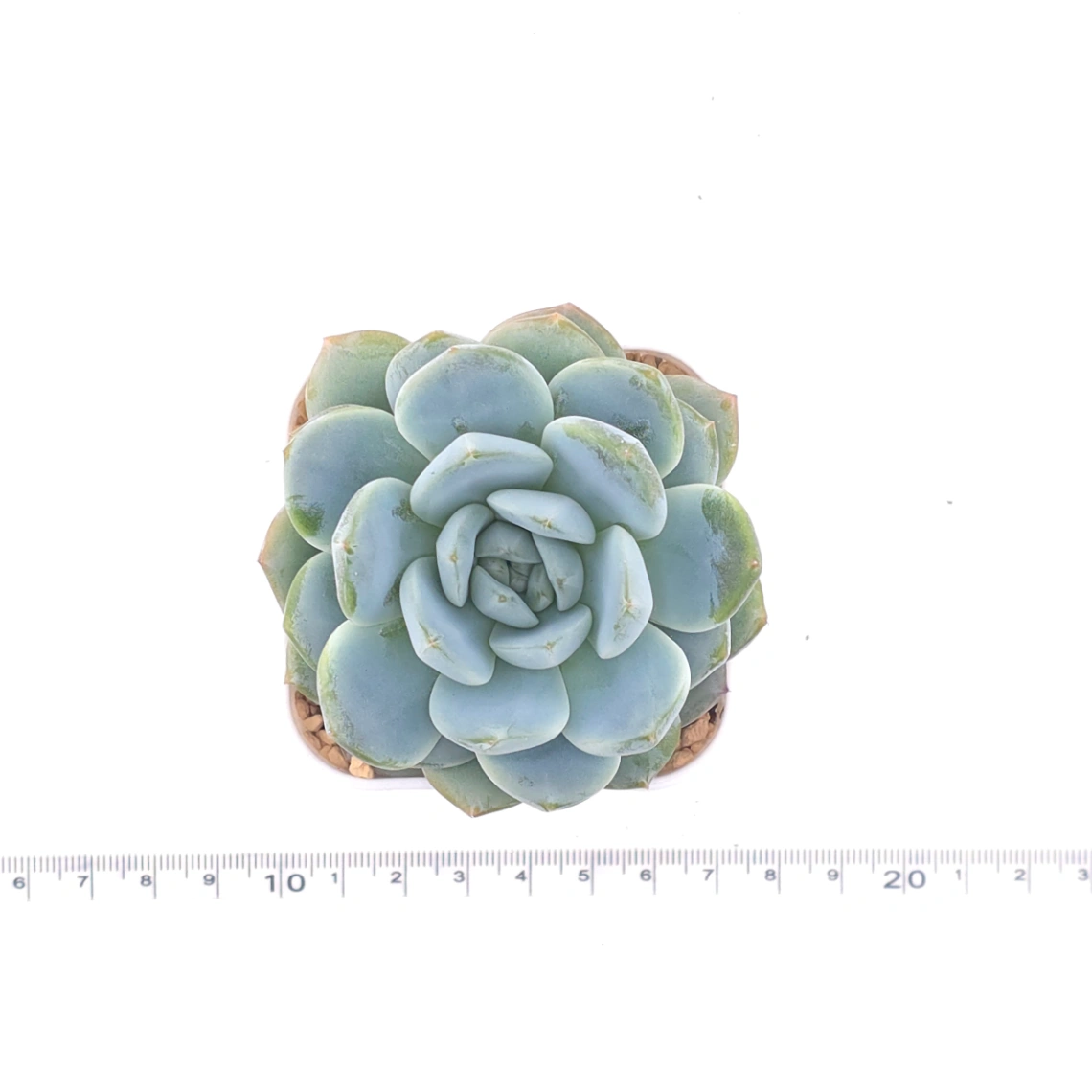 Echeveria 'Pinwheel' | 紙風車 thumbnail 4
