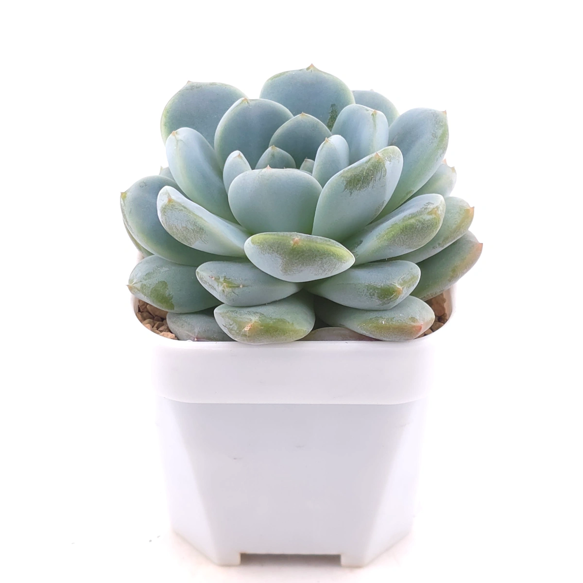 Echeveria 'Pinwheel' | 紙風車 thumbnail 2