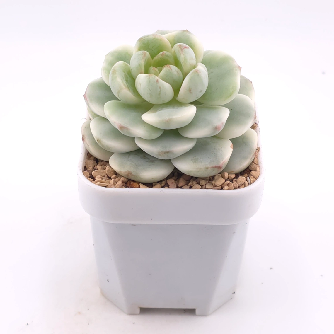Sedeveria ‘Pudgy’ variegated | 香草比斯錦 thumbnail 2