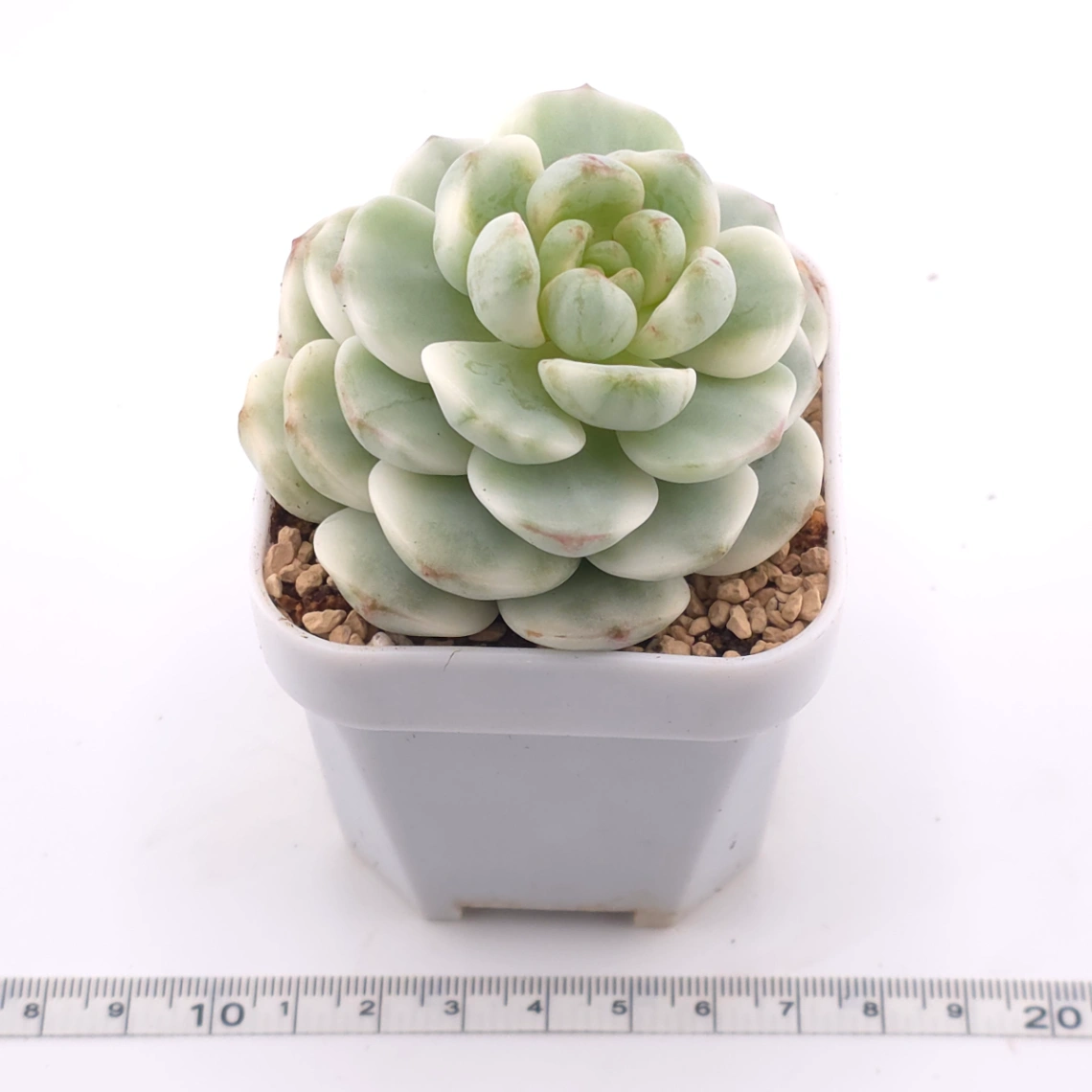 Sedeveria ‘Pudgy’ variegated | 香草比斯錦 thumbnail 3