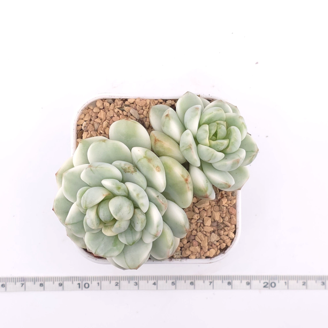 Sedeveria ‘Pudgy’ variegated | 香草比斯錦 thumbnail 4