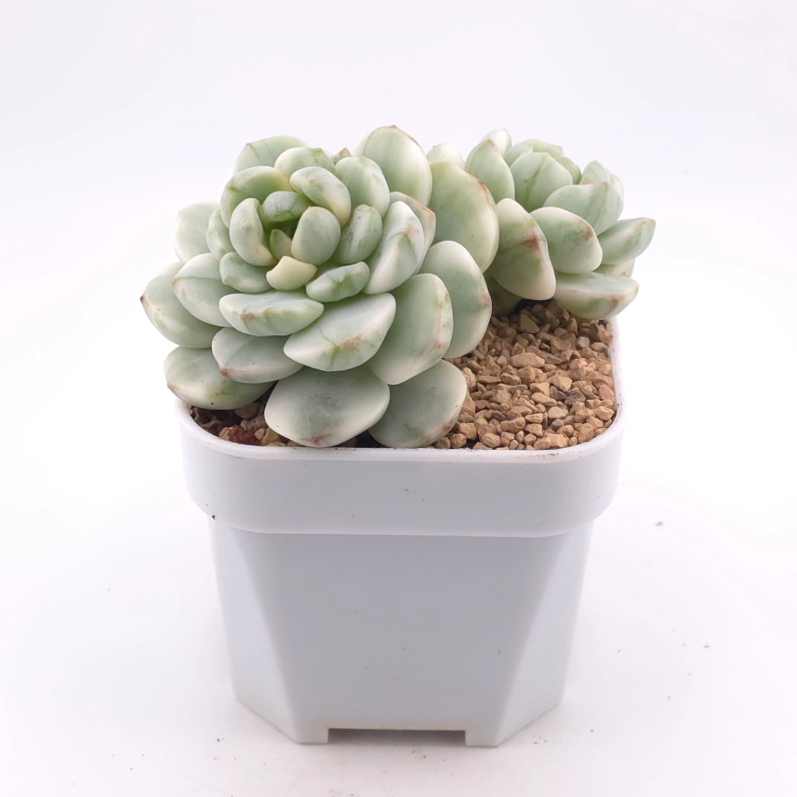 Sedeveria ‘Pudgy’ variegated | 香草比斯錦 thumbnail 2