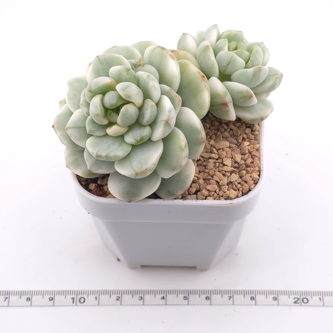 Sedeveria ‘Pudgy’ variegated | 香草比斯錦 thumbnail 3