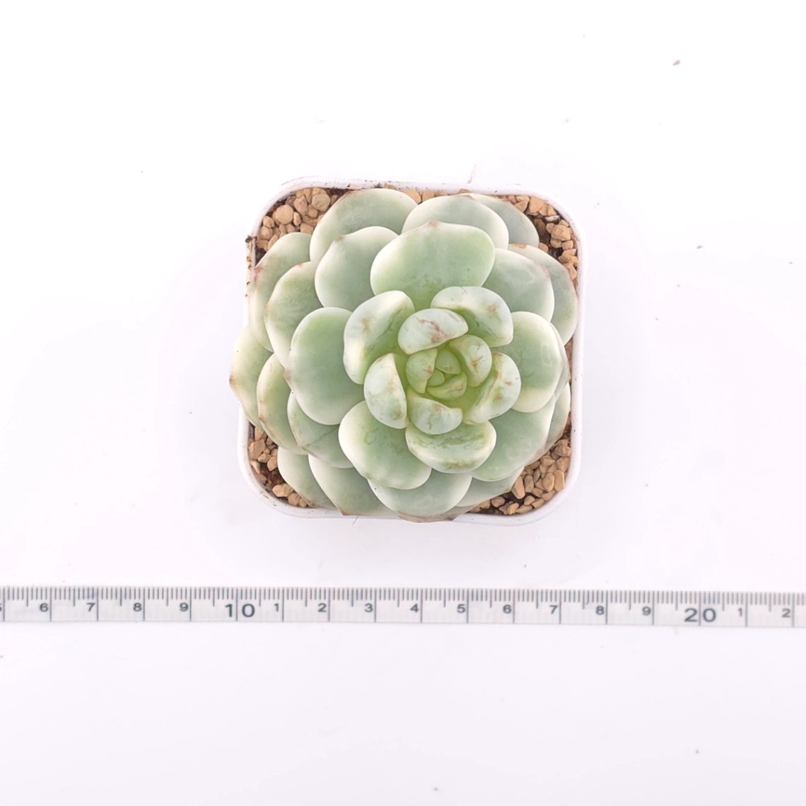 Sedeveria ‘Pudgy’ variegated | 香草比斯錦 thumbnail 4