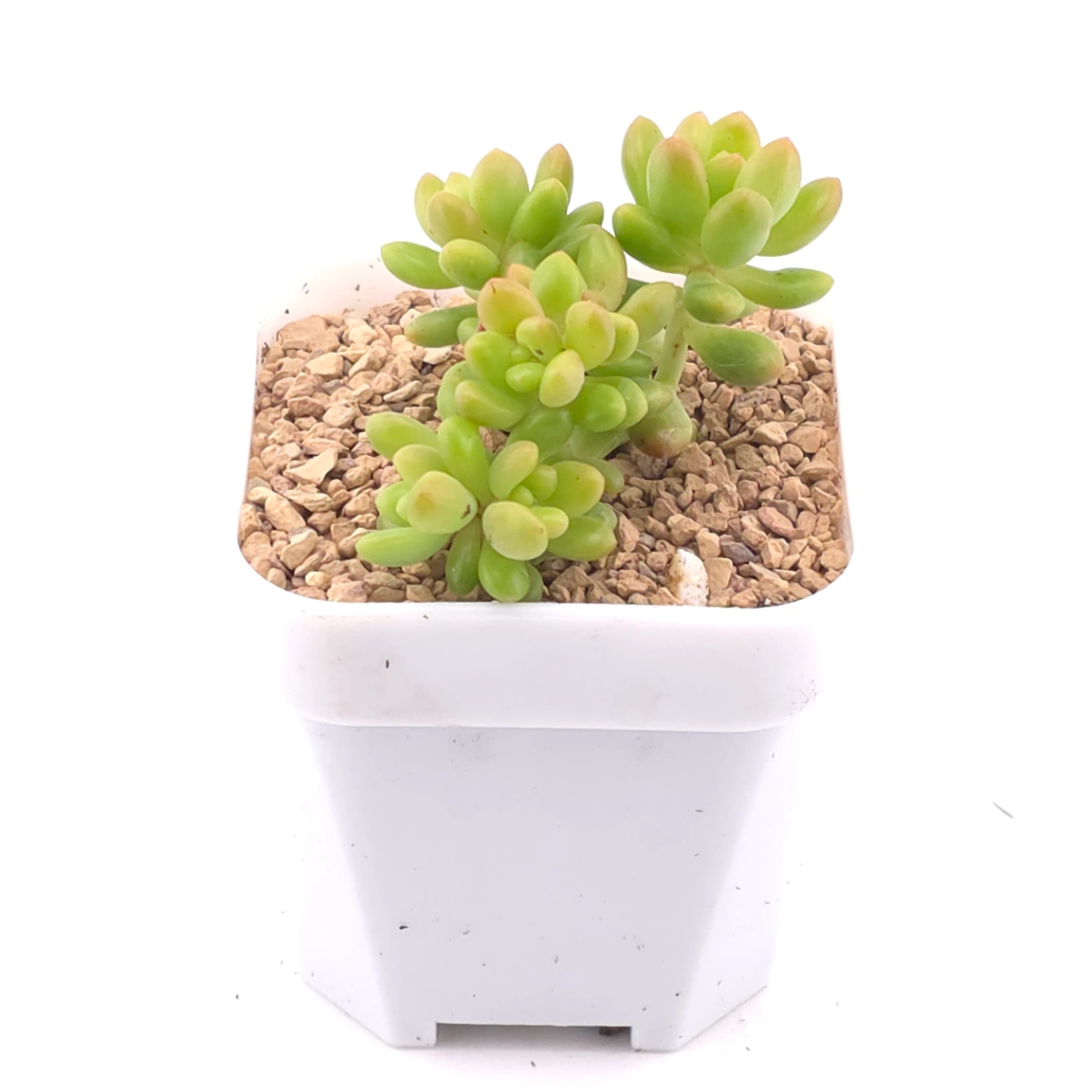 Sedum Alice Evans Cristata | 春萌群 thumbnail 2
