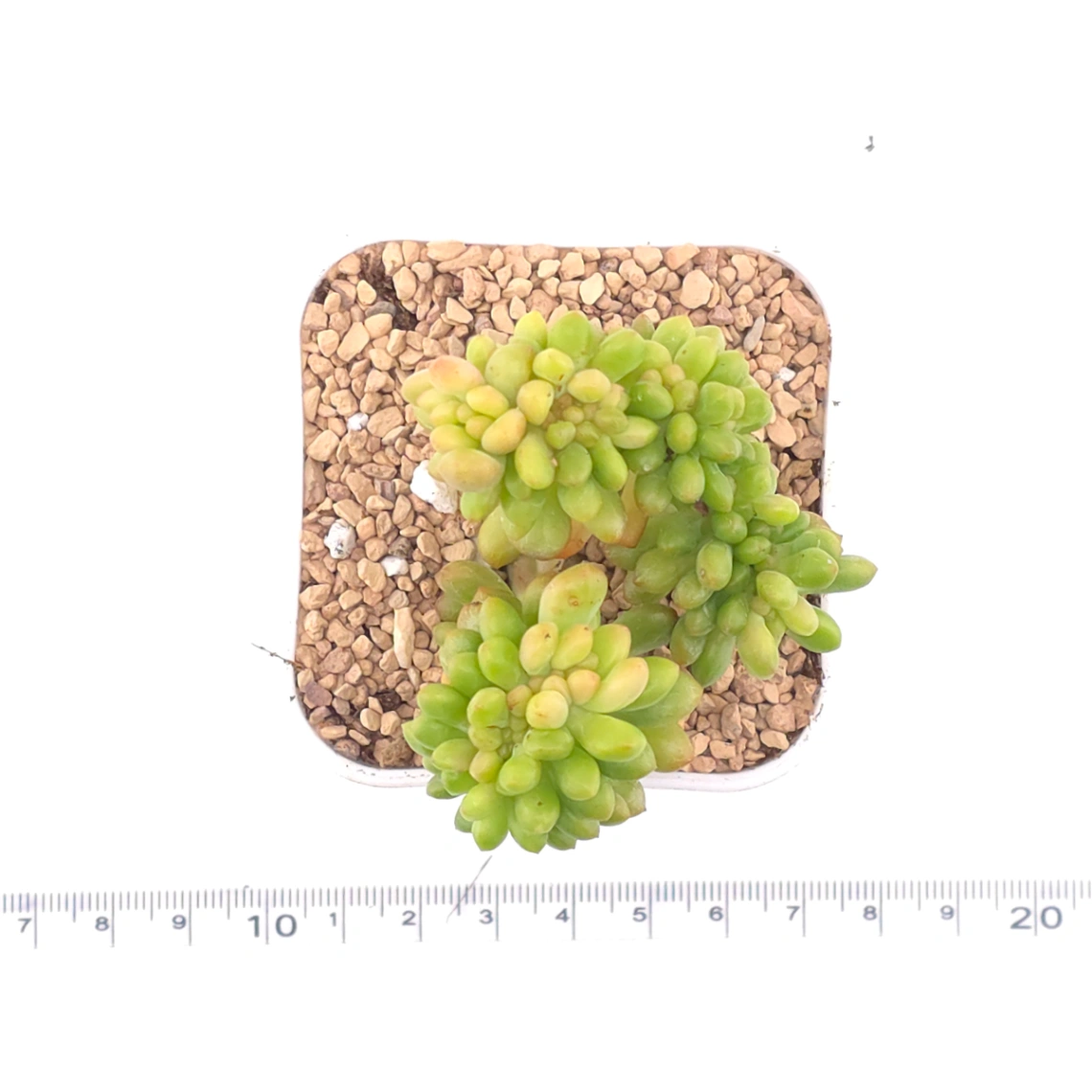 Sedum Alice Evans Cristata | 春萌群 thumbnail 4