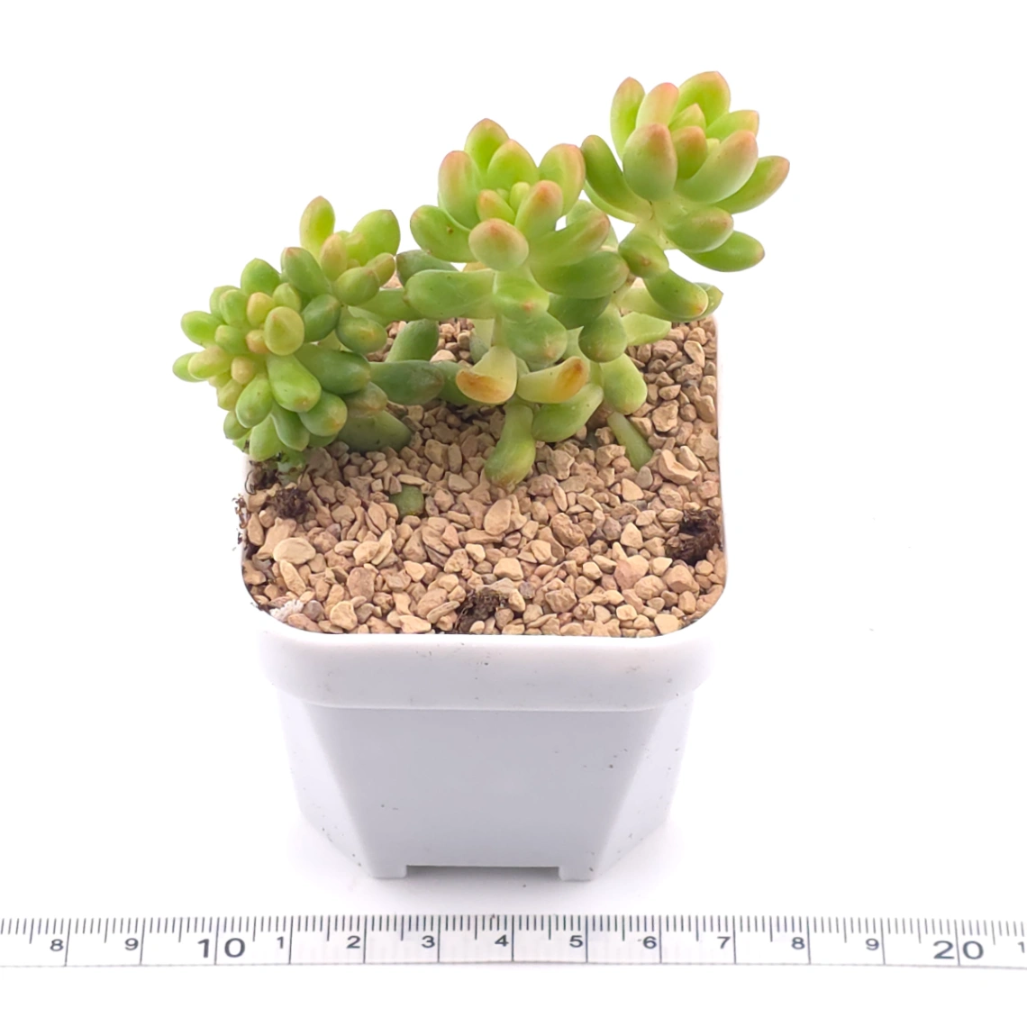 Sedum Alice Evans Cristata | 春萌群 thumbnail 3