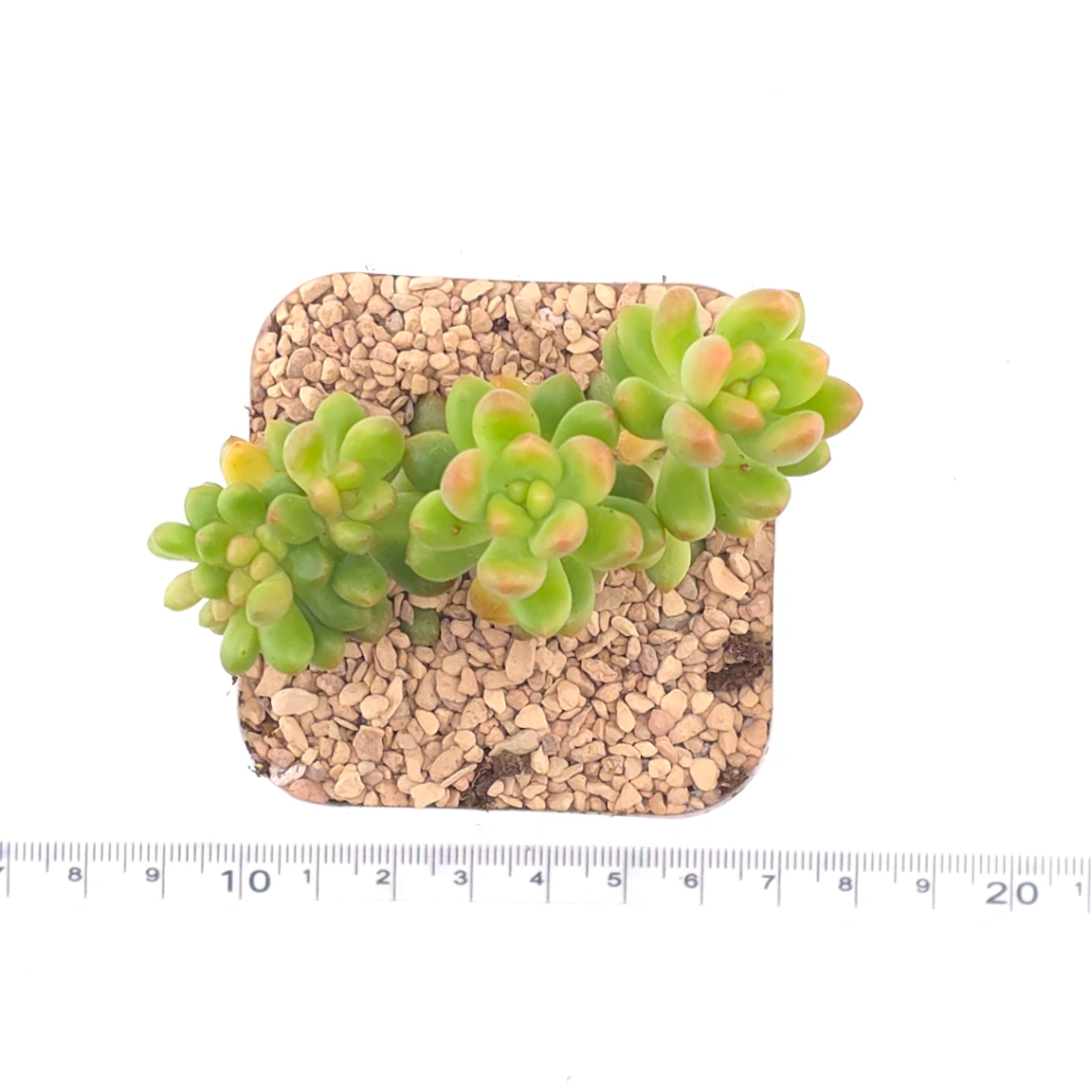 Sedum Alice Evans Cristata | 春萌群 thumbnail 4