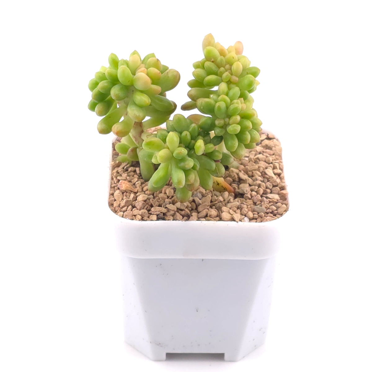 Sedum Alice Evans Cristata | 春萌群 thumbnail 2