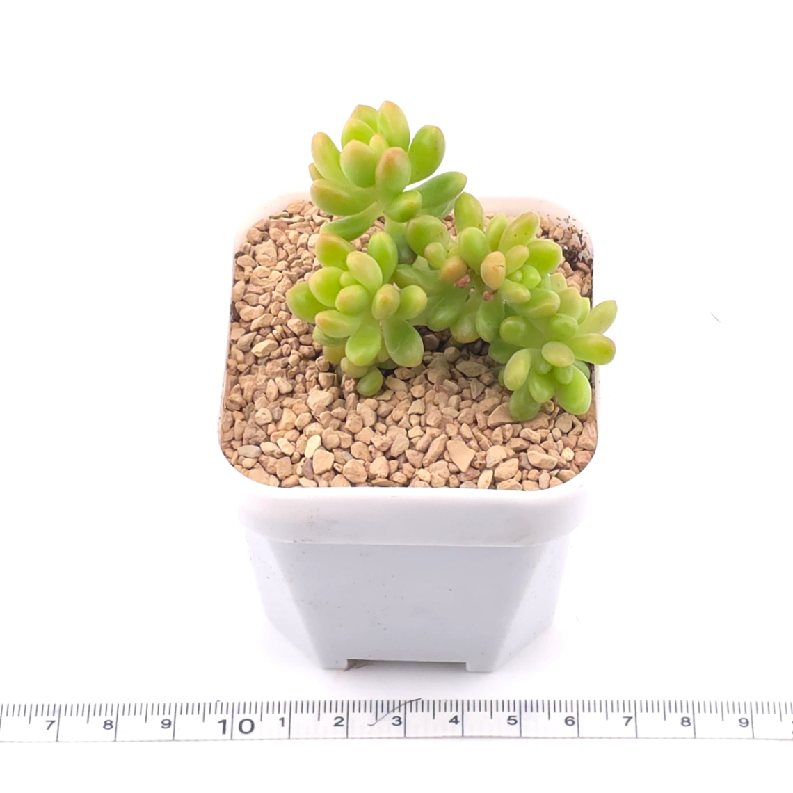 Sedum Alice Evans Cristata | 春萌群 thumbnail 3