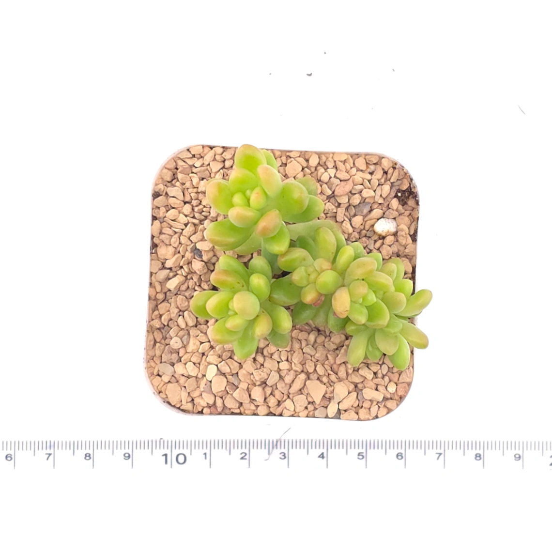 Sedum Alice Evans Cristata | 春萌群 thumbnail 4
