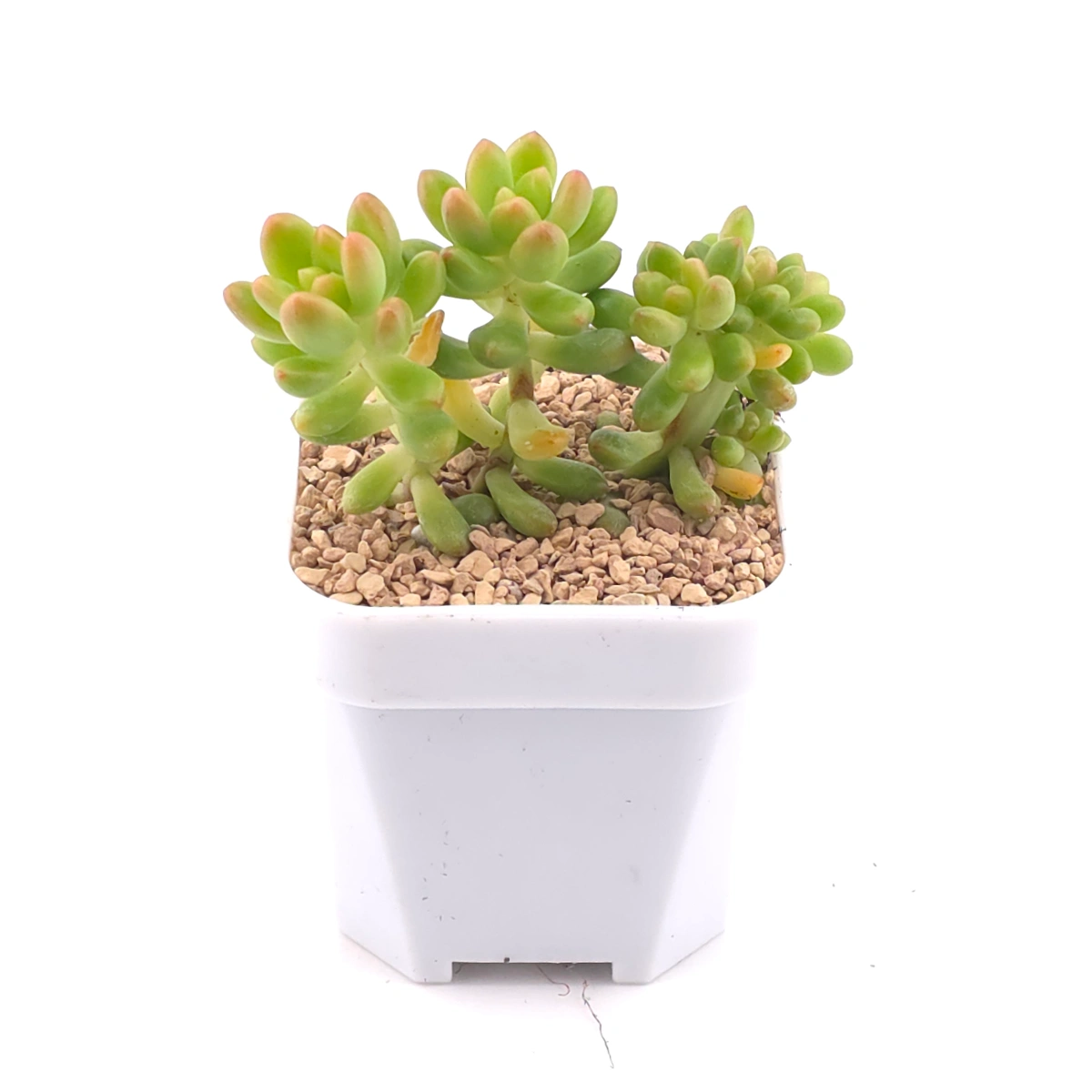 Sedum Alice Evans Cristata | 春萌群 thumbnail 2
