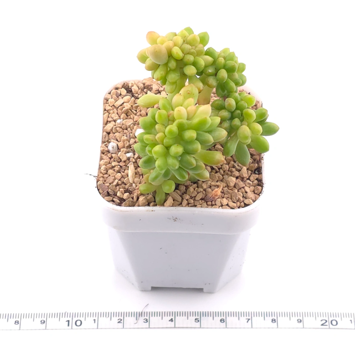 Sedum Alice Evans Cristata | 春萌群 thumbnail 3