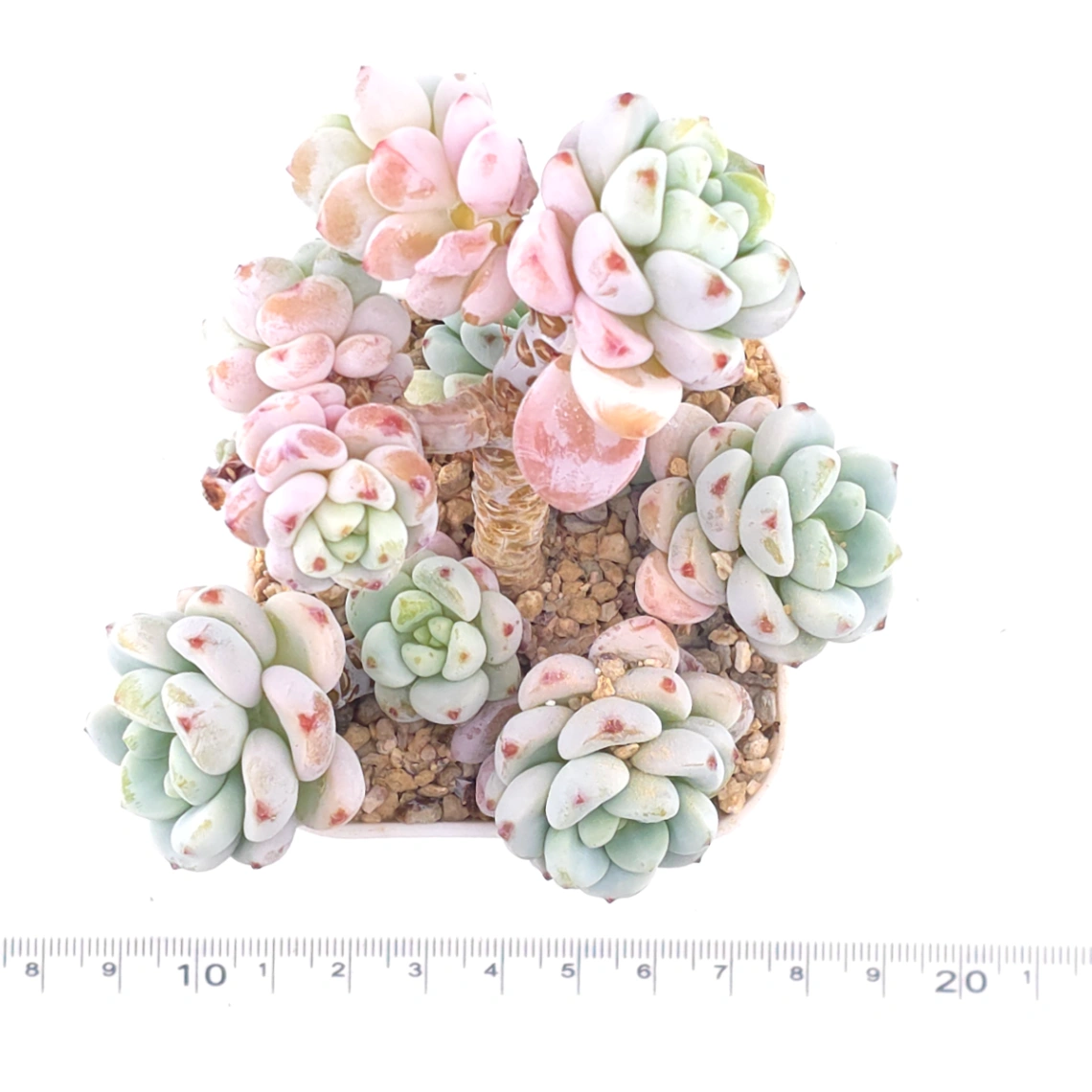 Sedum clavatum clsutering | 勞爾群 thumbnail 4