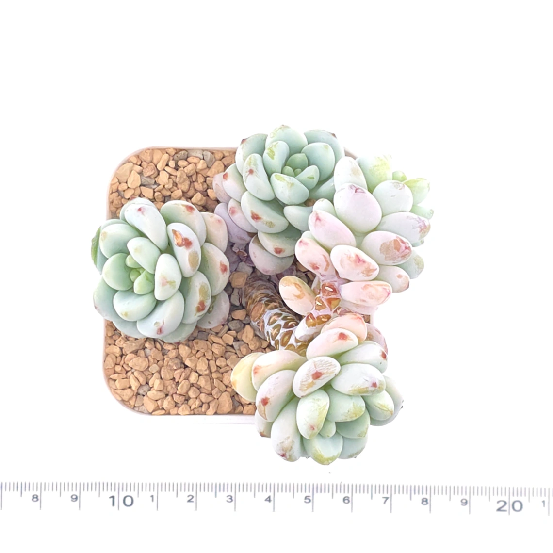 Sedum clavatum clsutering | 勞爾群 thumbnail 4