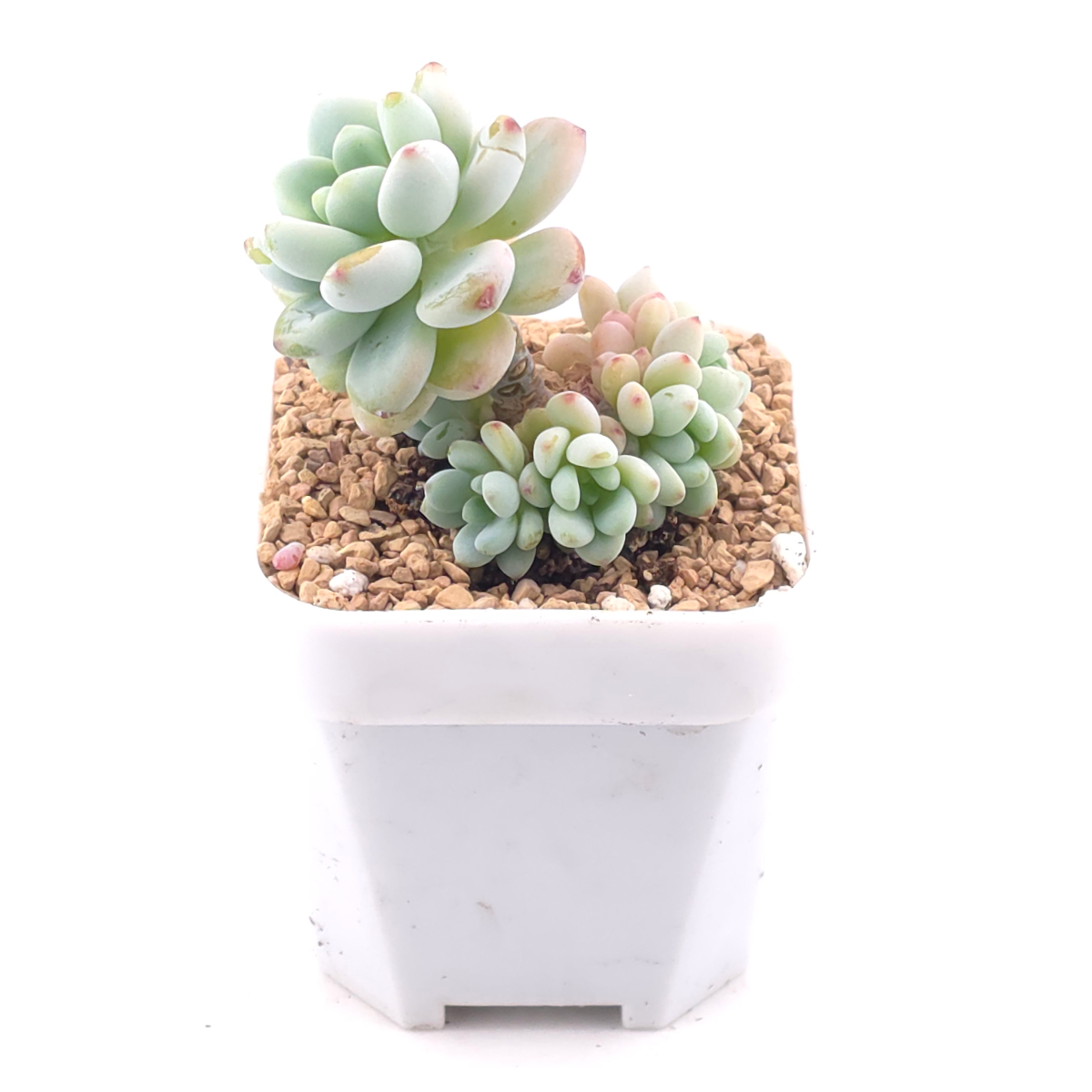 Sedum clavatum clsutering | 勞爾群 thumbnail 2
