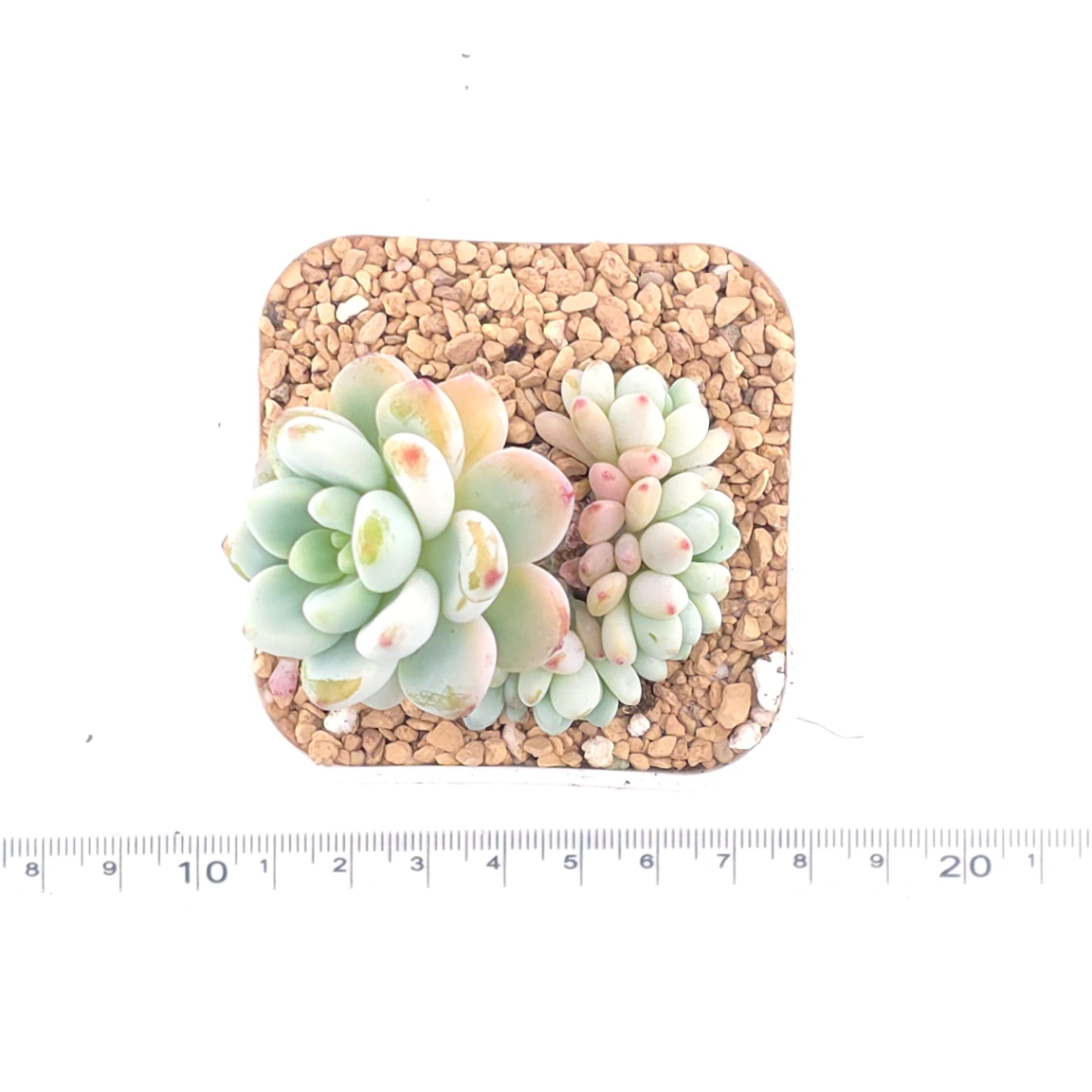 Sedum clavatum clsutering | 勞爾群 thumbnail 4