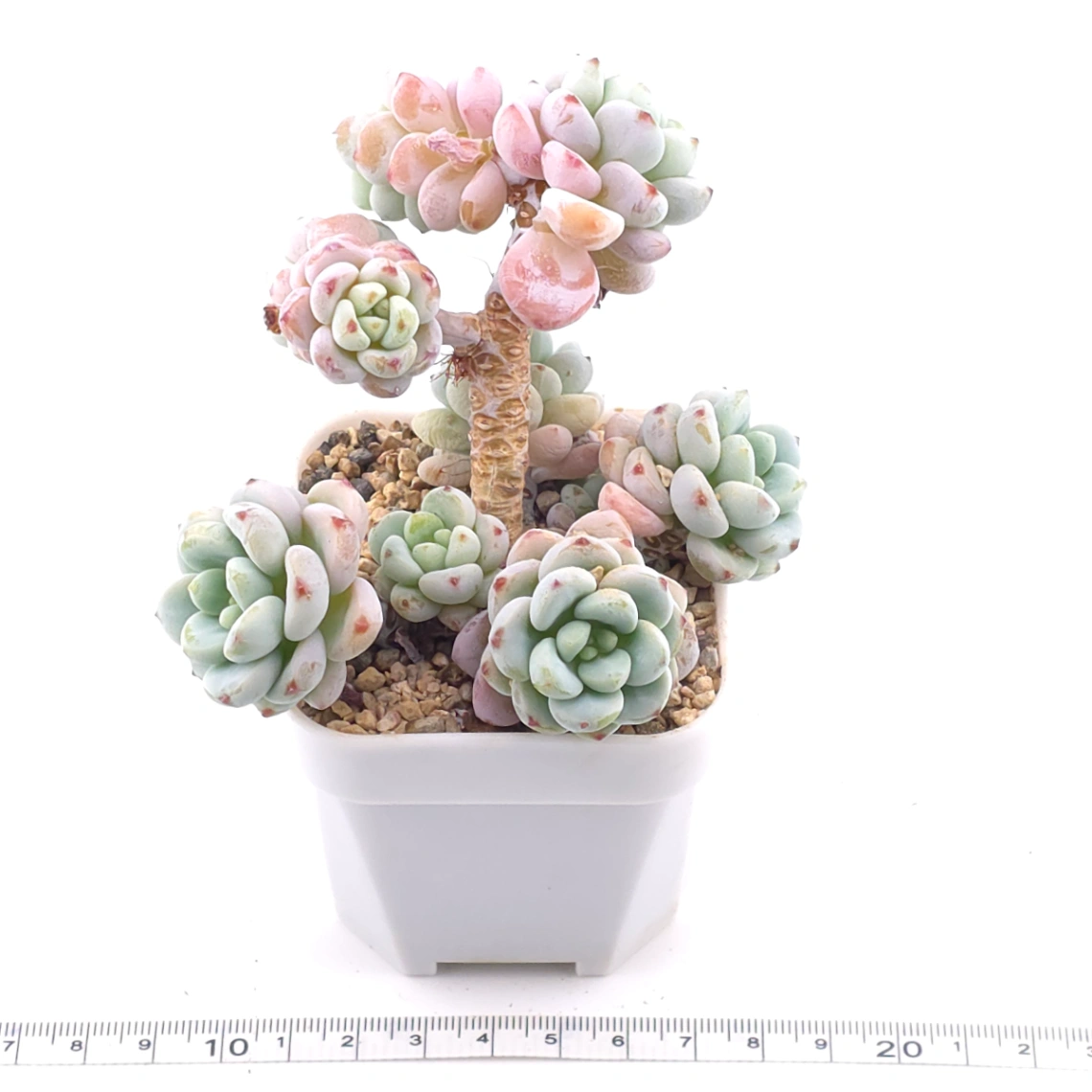 Sedum clavatum clsutering | 勞爾群 thumbnail 3