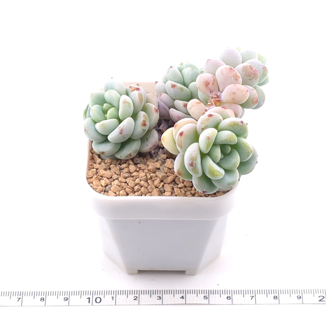 Sedum clavatum clsutering | 勞爾群 thumbnail 3