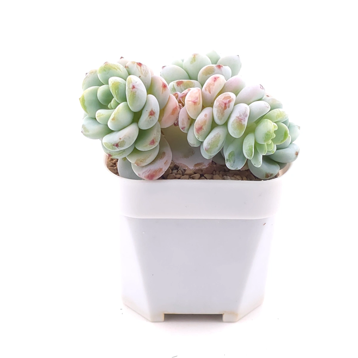 Sedum clavatum clsutering | 勞爾群 thumbnail 2