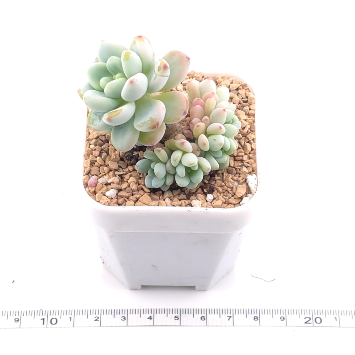 Sedum clavatum clsutering | 勞爾群 thumbnail 3