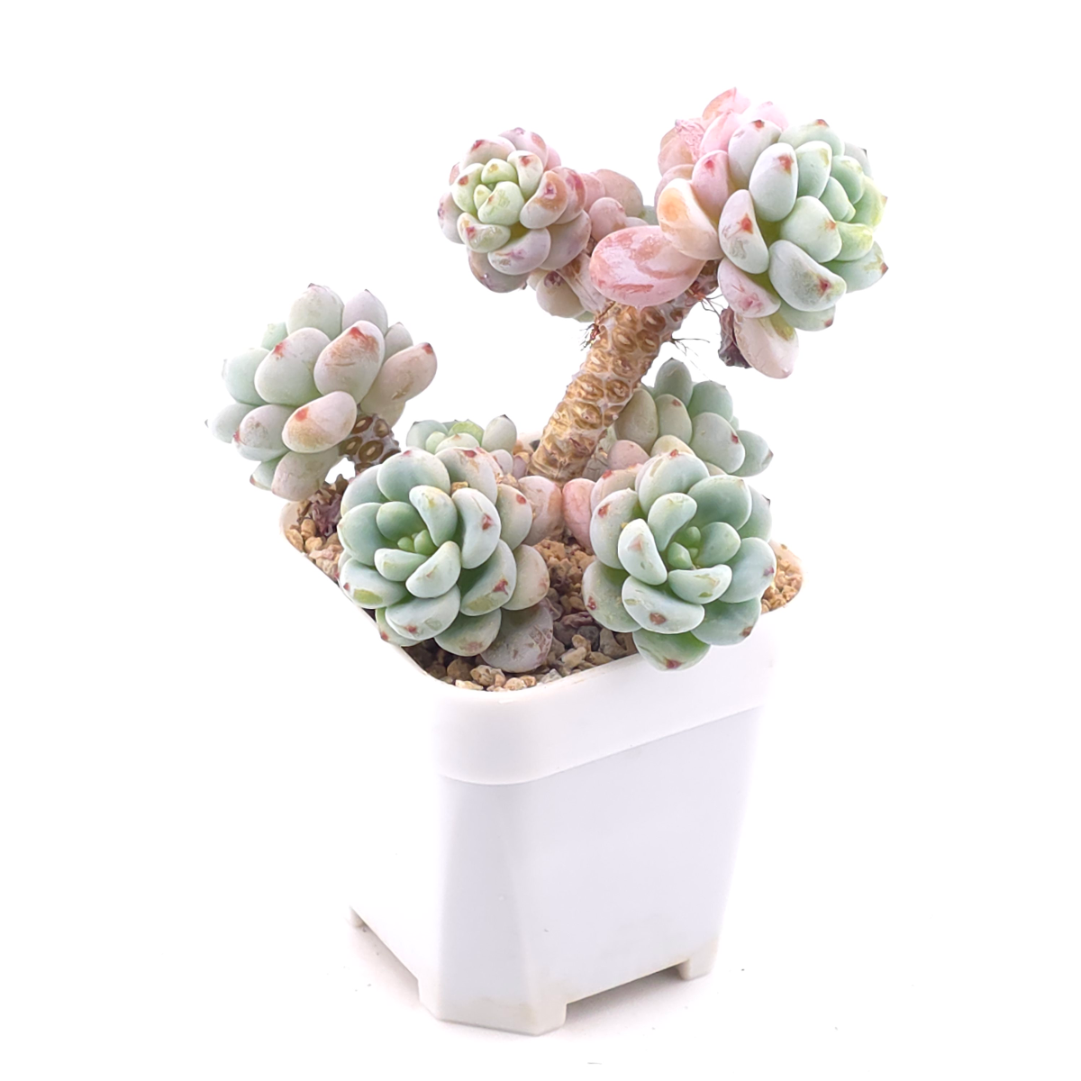 Sedum clavatum clsutering | 勞爾群 thumbnail 2