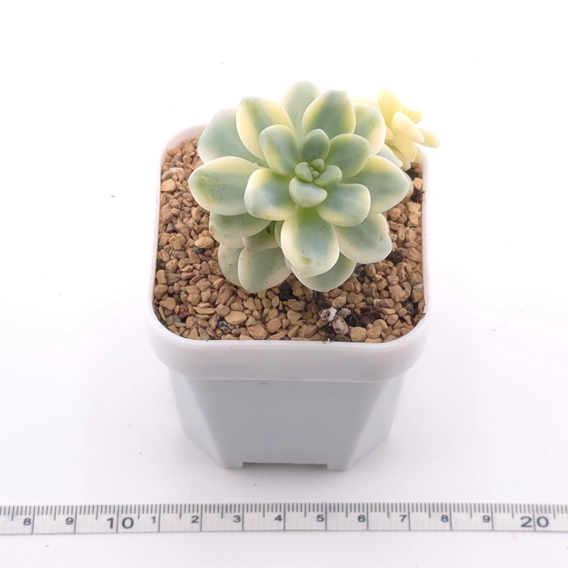 Sedum clavatum variegated | 勞爾錦 thumbnail 3
