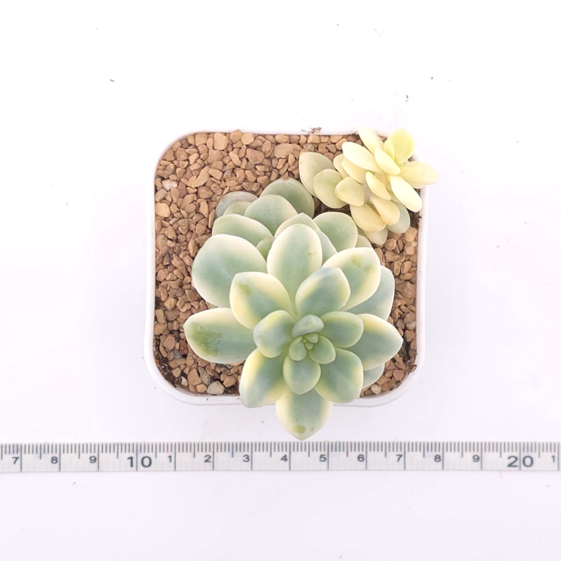Sedum clavatum variegated | 勞爾錦 thumbnail 4