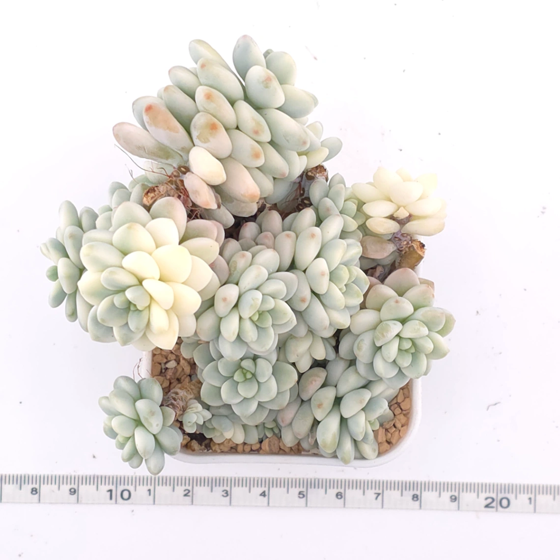 Sedum clavatum variegated clustering | 勞爾錦群 thumbnail 4