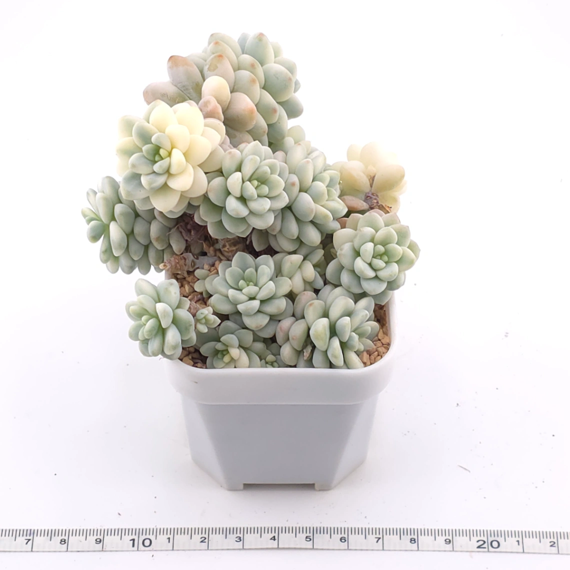 Sedum clavatum variegated clustering | 勞爾錦群 thumbnail 3