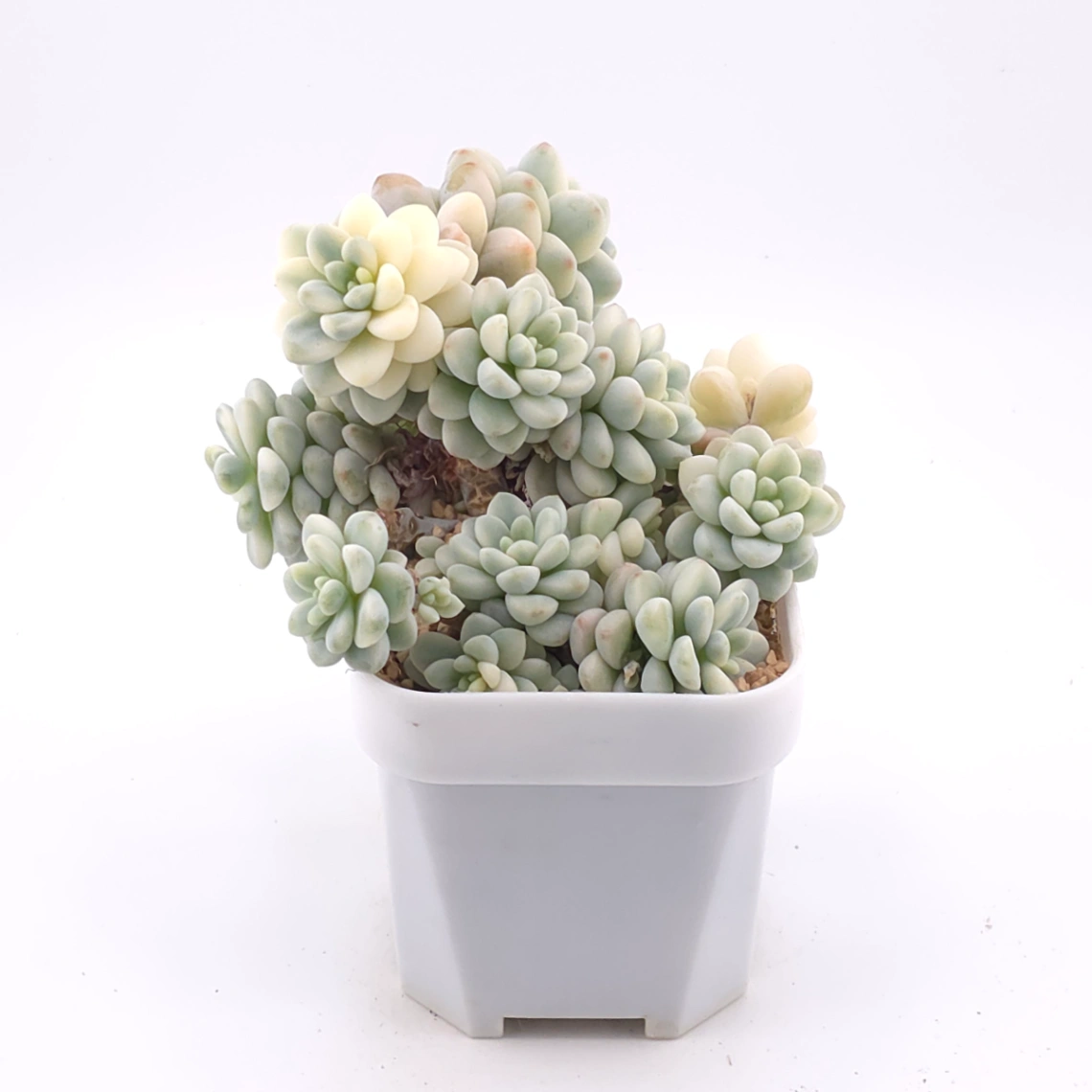 Sedum clavatum variegated clustering | 勞爾錦群 thumbnail 2
